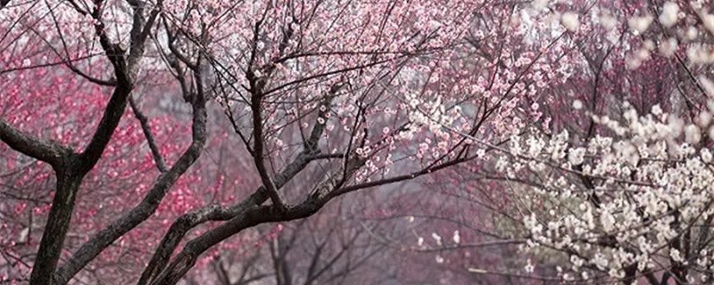 中国第一座国家森林公园在哪 中国第一座国家森林公园在什么地方