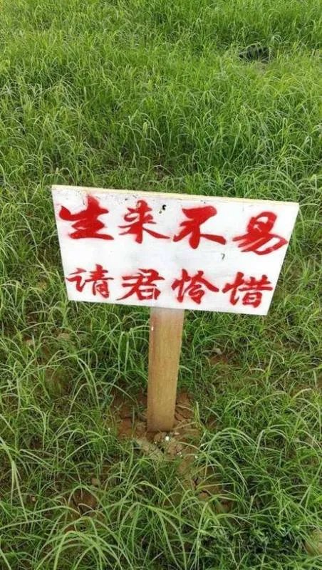 非洲吉布提的荒漠里种出了大西瓜，中国解放军功不可没