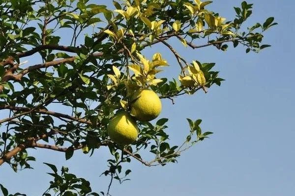 柚子树的栽培方法