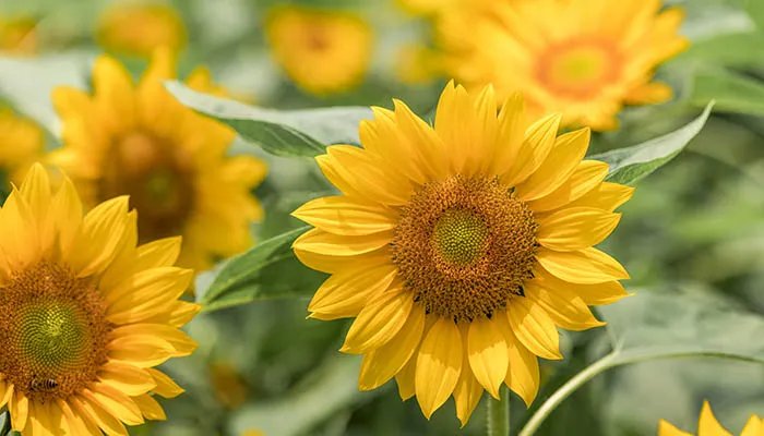 日向雏田喜欢什么食物 日向雏田到底有多能吃