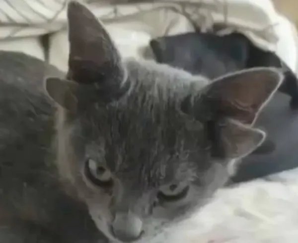 土耳其一只猫咪天生四耳走红,这只猫的听力是否正常?