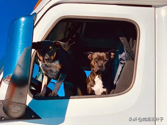 房车旅行可以带猫吗？为什么？