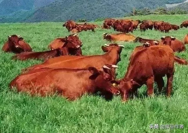 中国畜牧网养牛前景分析