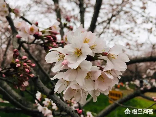 贵州平坝万亩樱花绽放，美爆了这个春天，有去过的吗？有旅游攻略路线吗？