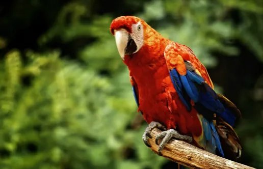 深圳鹦鹉案二审宣判了吗？