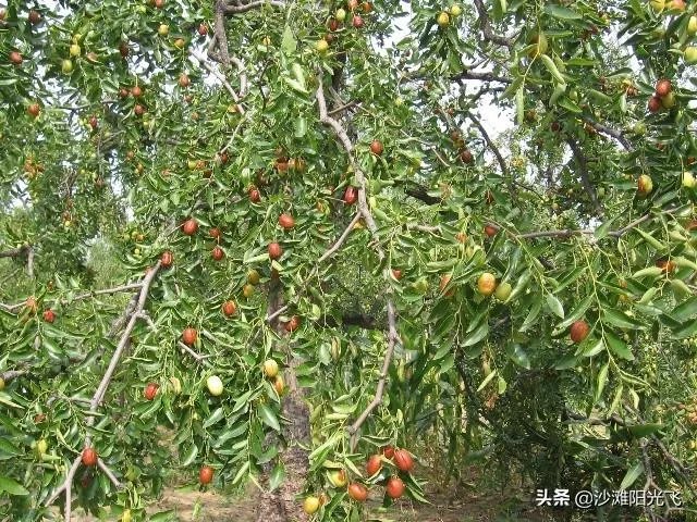 老人在树林里做见不得人的事