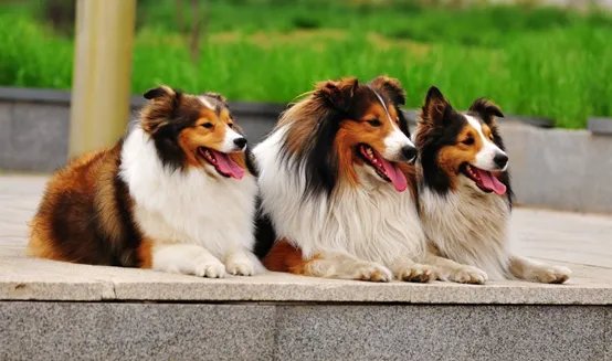 牧羊犬喜欢吃什么?