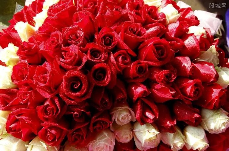 荷兰销毁百万鲜花 花卉市场将遭受重大危机