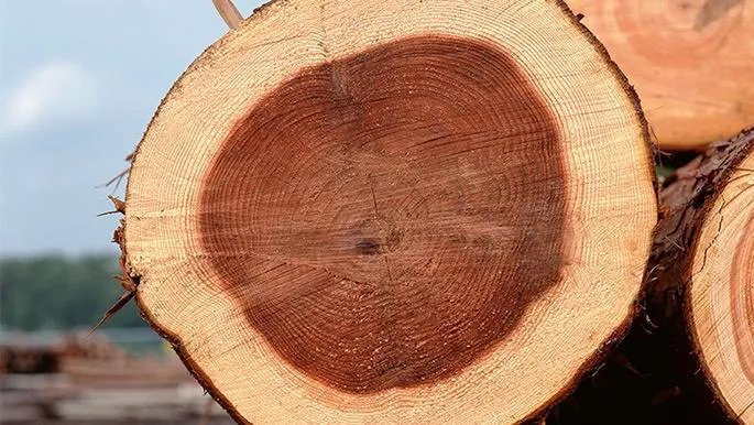 马拉斯木是什么木头