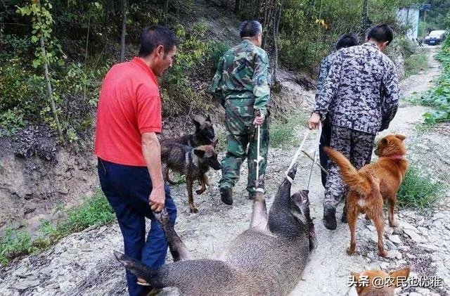 野猪是保护动物国家禁止猎杀,可是农民种的庄稼经常被糟蹋该怎么办?