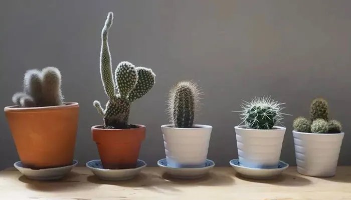 无土栽培的植物有哪些 无土栽培的植物