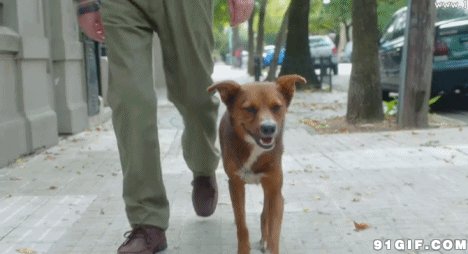 怎样训练狗狗讲规矩呀？