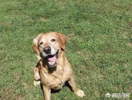 对主人忠诚的狗狗有哪些？