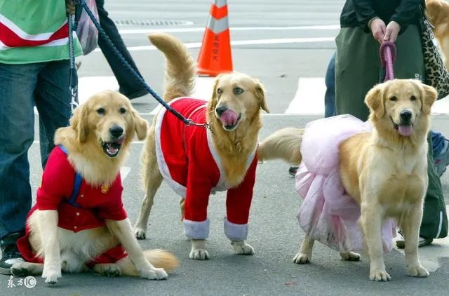 怎样训练狗狗讲规矩呀？