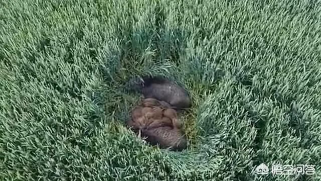 野猪是保护动物国家禁止猎杀,可是农民种的庄稼经常被糟蹋该怎么办?