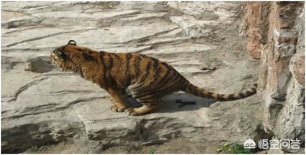 野猪是保护动物国家禁止猎杀,可是农民种的庄稼经常被糟蹋该怎么办?