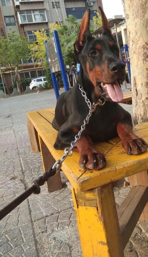 对主人忠诚的狗狗有哪些？