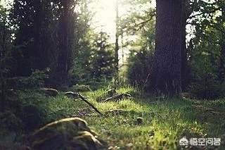 为什么有人说竹子不是树呢?竹子到底是树还是草?