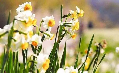 水仙花的作文300字