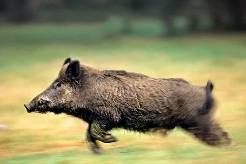 野猪是保护动物国家禁止猎杀,可是农民种的庄稼经常被糟蹋该怎么办?