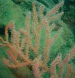 赤金柳是什么东西