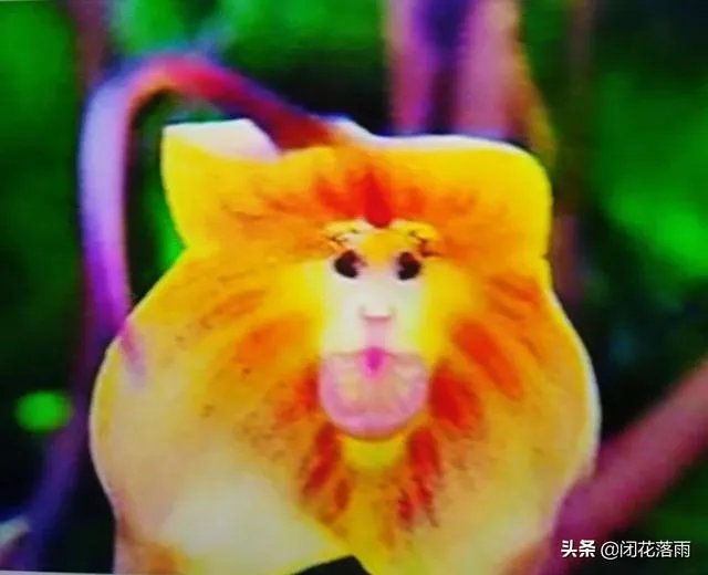 小龙兰需要春化吗?