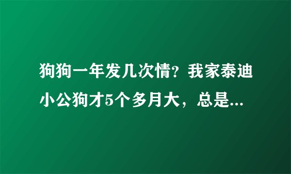 狗狗一年发几次情？我家泰迪小公狗才5个多月大，总是做交配动作正常吗？