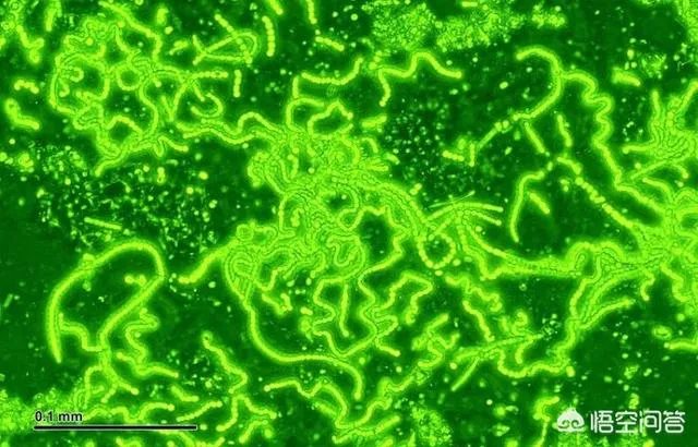 地球演化中有哪些超乎人想象的现象?