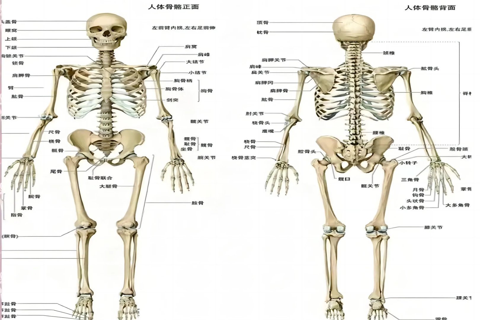 女性五脏六腑中肾的位置与结构图