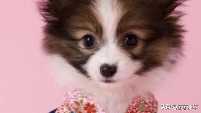 为什么要叫狗头军师