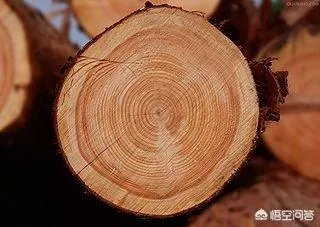 为什么有人说竹子不是树呢?竹子到底是树还是草?