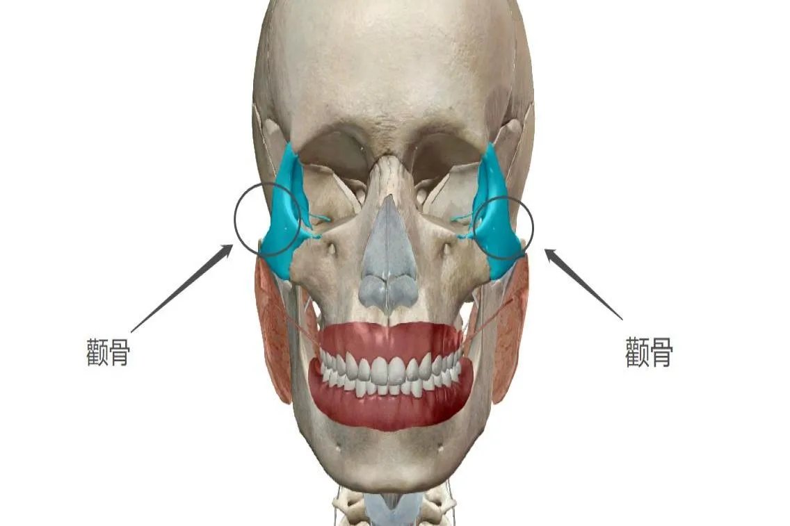 颧骨在哪个位置图片