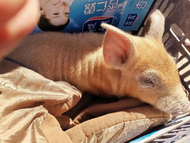 野猪是保护动物国家禁止猎杀,可是农民种的庄稼经常被糟蹋该怎么办?