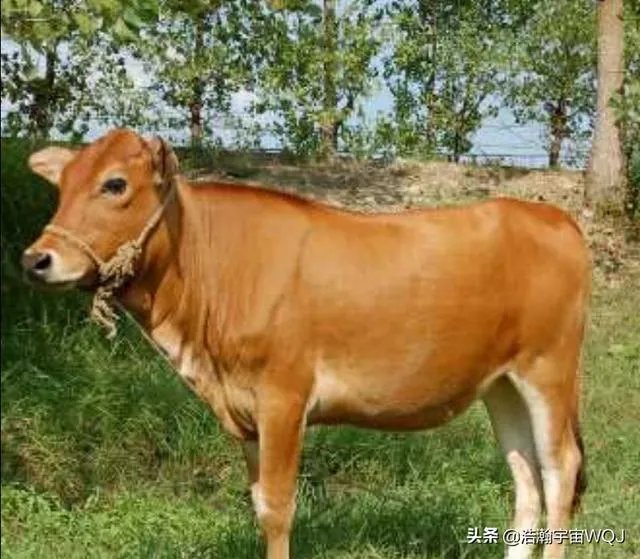 中国畜牧网养牛前景分析