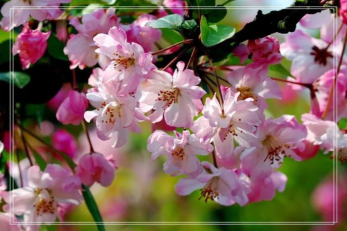 海棠香国的乐山的海棠情结