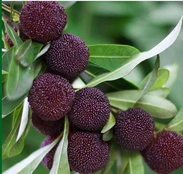 杨梅苗木栽培需要注意哪些事项？有没有什么好方法？