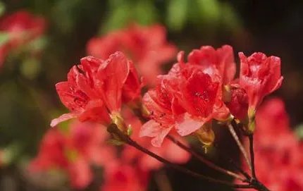 杜鹃花刷爆朋友圈,为何被告诫勿再买?