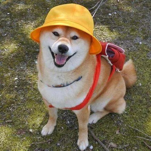 邯郸一男孩失联3日发现遗体,家属称被狗咬身亡警方介入,此事有何进展?