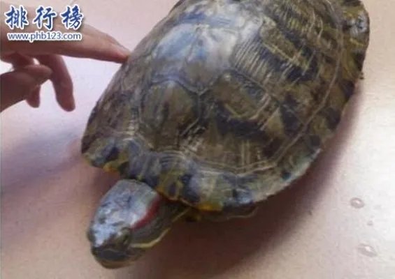 世界上智商最高的乌龟：巴西龟，能辨别主人