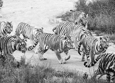 谁能给我解释一下《鸿图霸业谈笑中》