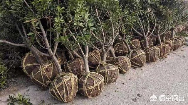 杨梅苗木栽培需要注意哪些事项？有没有什么好方法？