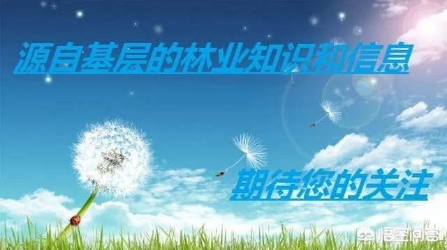 野猪是保护动物国家禁止猎杀,可是农民种的庄稼经常被糟蹋该怎么办?