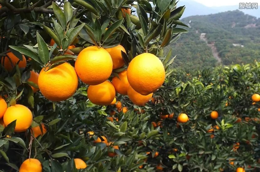 直播卖千万农产品 农民通过淘宝平台发家致富