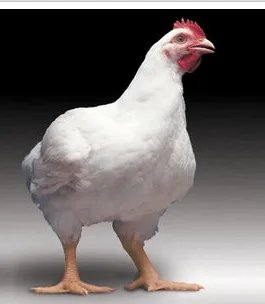 肯德基的鸡长什么样图片