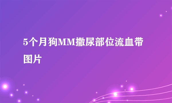 5个月狗MM撒尿部位流血带图片