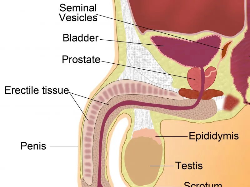 20cm的阴茎正常吗