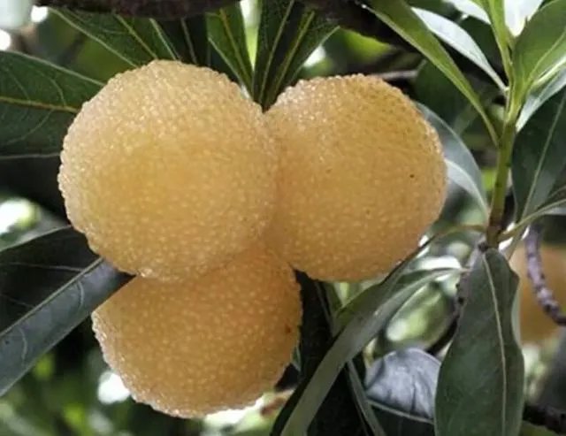 杨梅苗木栽培需要注意哪些事项？有没有什么好方法？