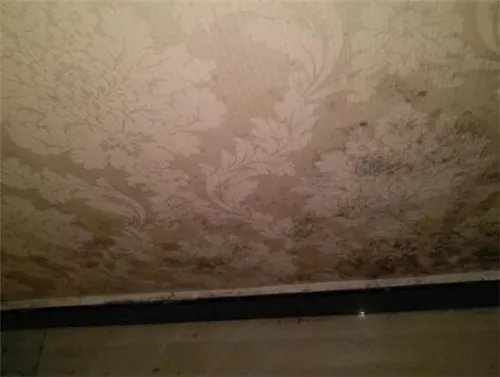 墙面发霉怎么办