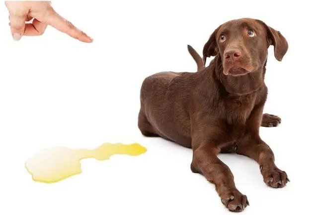 怎样训练狗狗讲规矩呀？