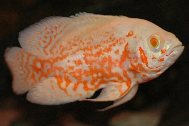 地图鱼有哪些常见病 地图鱼常见病防治方法